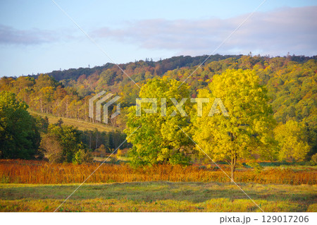 北海道幌加内町　国道275号線沿いの黄葉 129017206