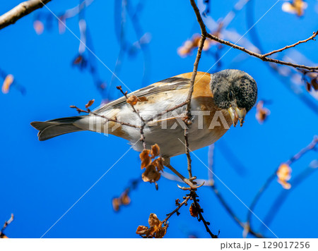 枝にとまるアトリ 枝にとまるアトリ 129017256