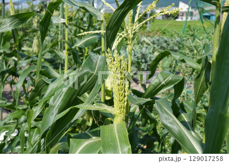 トウモロコシのタッセルシード18 129017258