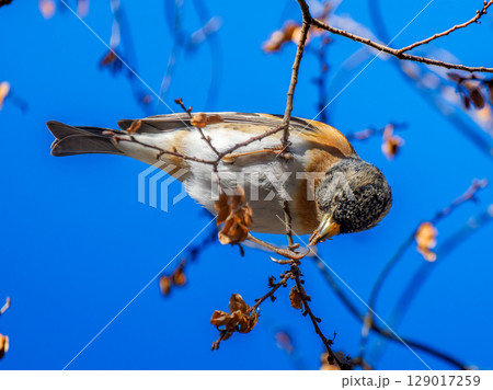 枝にとまるアトリ 129017259