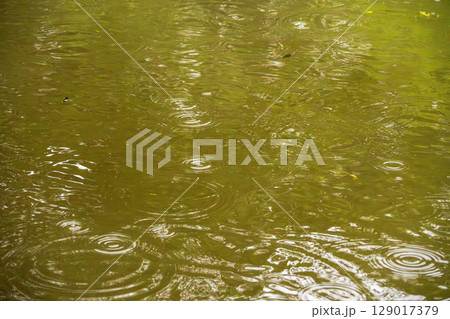 梅雨の雨が水面に波紋を作る19 梅雨の雨が水面に波紋を作る19 129017379