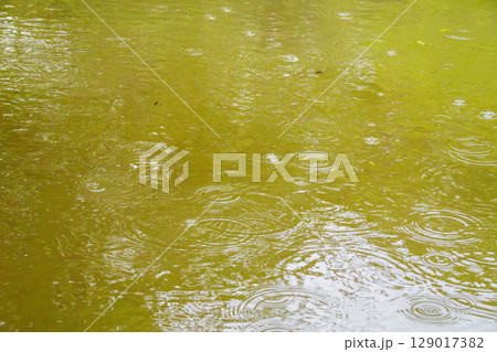 梅雨の雨が水面に波紋を作る22 129017382