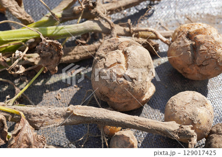 ジャガイモ（とうや）のひび割れ01 129017425