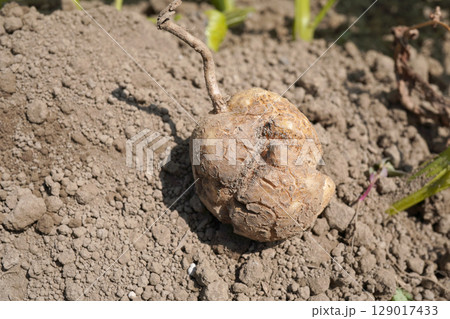 ジャガイモ(とうや)のひび割れ09 ジャガイモ(とうや)のひび割れ09 129017433