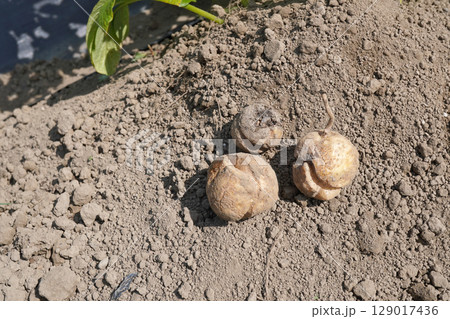 ジャガイモ(とうや)のひび割れ11 ジャガイモ(とうや)のひび割れ11 129017436