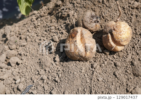 ジャガイモ（とうや）のひび割れ12 129017437