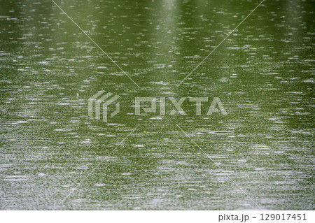 梅雨の雨が水面に波紋を作る02 129017451