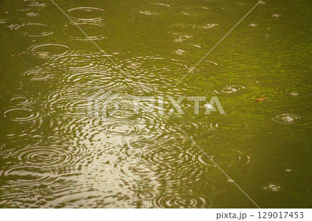梅雨の雨が水面に波紋を作る04 129017453