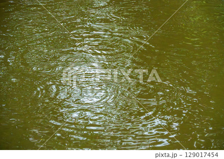 梅雨の雨が水面に波紋を作る05 梅雨の雨が水面に波紋を作る05 129017454