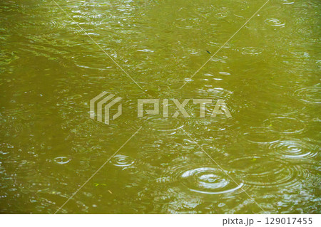 梅雨の雨が水面に波紋を作る06 梅雨の雨が水面に波紋を作る06 129017455