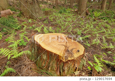 伐採された杉の切り株 伐採された杉の切り株 129017694
