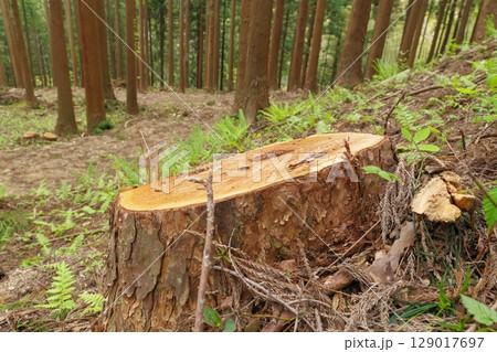 伐採された杉の切り株 伐採された杉の切り株 129017697