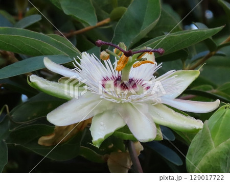 花壇の花:時計草の花:梅雨から夏の花。 花壇の花:時計草の花:梅雨から夏の花。 129017722