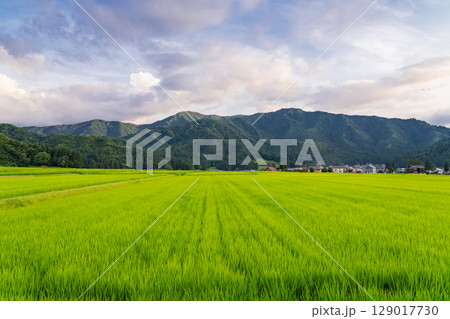 《新潟県》夏の田園風景の夕暮れ・魚沼の大地 129017730
