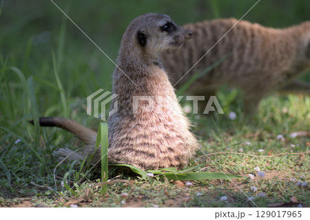 ミーアキャットはいつも周囲に気を配る 129017965