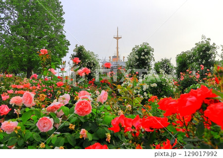 山下公園のバラ園と氷川丸 129017992
