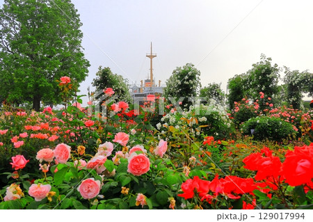 山下公園のバラ園と氷川丸 山下公園のバラ園と氷川丸 129017994