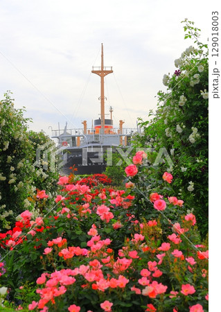 山下公園のバラ園と氷川丸 山下公園のバラ園と氷川丸 129018003