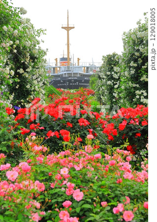 山下公園のバラ園と氷川丸 129018005