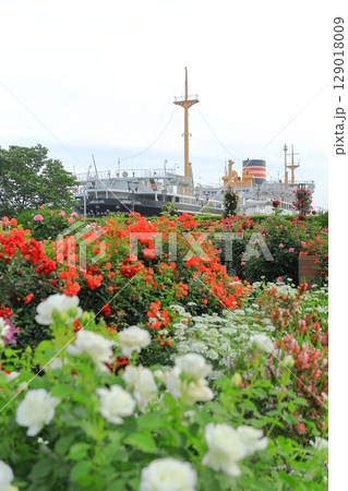 山下公園のバラ園と氷川丸 129018009