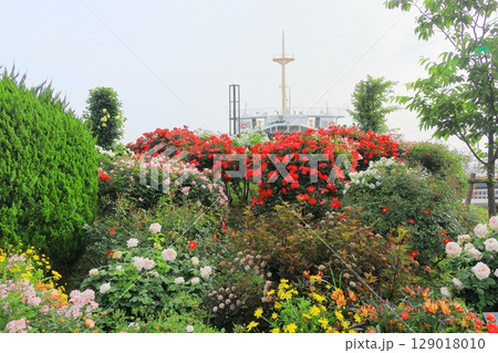 山下公園のバラ園と氷川丸 山下公園のバラ園と氷川丸 129018010