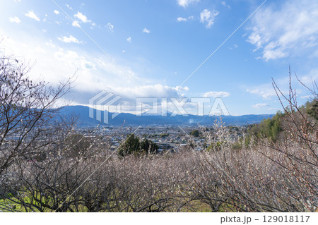 富士山と梅林 129018117