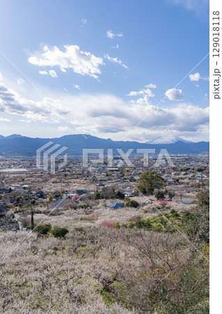 富士山と梅林が見れる光景 富士山と梅林が見れる光景 129018118