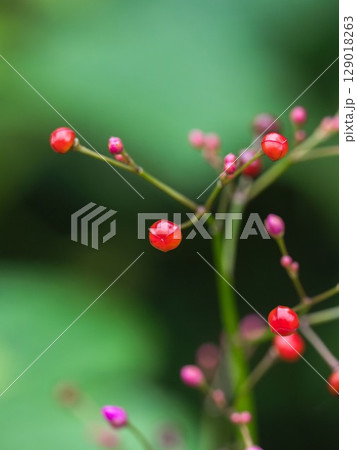 梅雨の野山 ハゼランのカラフルな実01 梅雨の野山 ハゼランのカラフルな実01 129018263