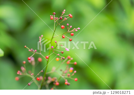 梅雨の野山　ハゼランのカラフルな実10 129018271