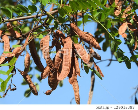 ニセアカシアの実 129018385