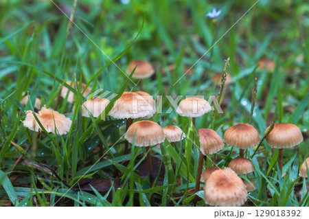 梅雨の季節　草地に生えたキノコのアップ05 129018392