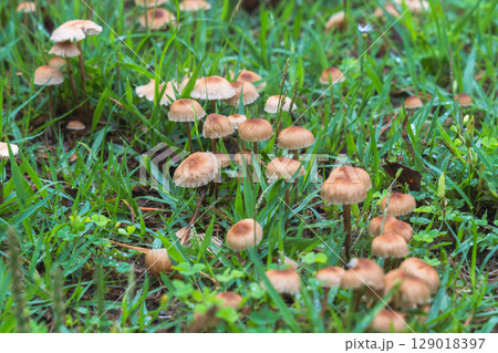 梅雨の季節　草地に生えたキノコのアップ10 129018397