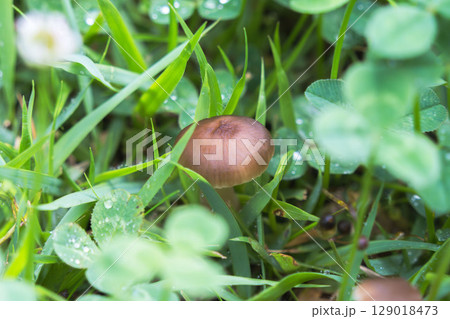 梅雨の季節　草地に生えたキノコのアップ11 129018473