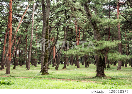 静寂に包まれた美しい松林 静寂に包まれた美しい松林 129018575