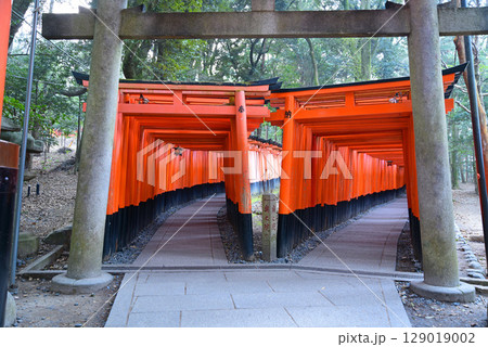 京都 伏見稲荷の鳥居 京都 伏見稲荷の鳥居 129019002