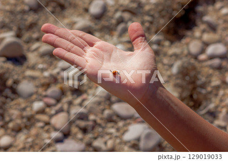 Ladybug on Childs Palm Against Sandy Background 129019033