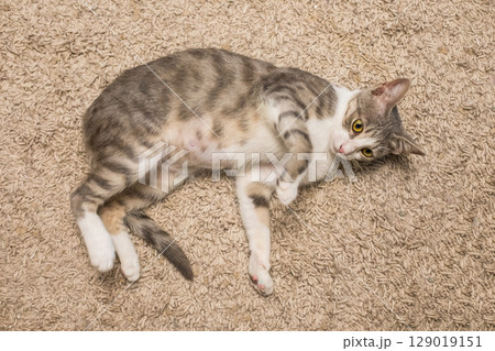 Fluffy shorthair striped cat pet at home 129019151