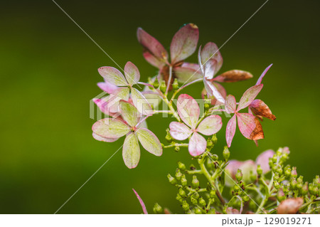 Vibrant pink and green hydrangea blossoms in a spring summer garden. Vibrant pink and green hydrangea blossoms in a spring summer garden. 129019271