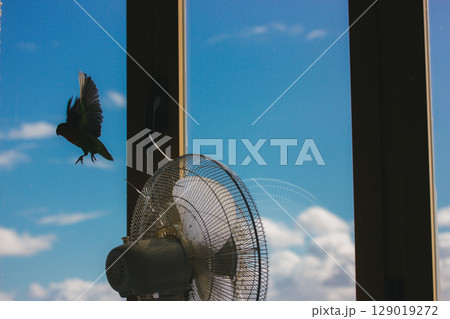 A green bird takes flight in front of electric fan on a sunny day with the sky. 129019272