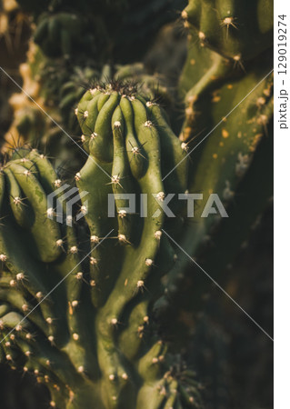 A green cactus with sharp spines grows in a wild desert. Vertical shot. A green cactus with sharp spines grows in a wild desert. Vertical shot. 129019274