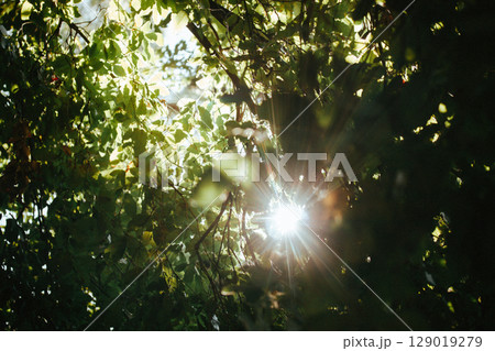 Sunlight streams through the leaves in a forest, a serene natural scene in woods 129019279