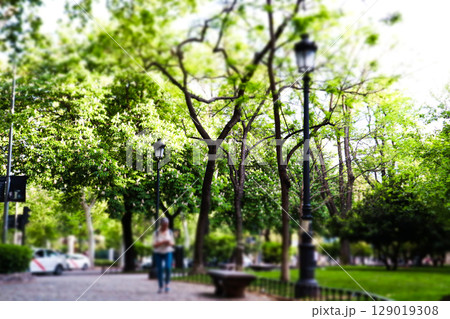 A tranquil urban park scene showcasing rows of trees and antique street lamps creating peaceful atmosphere. Serenity and natural beauty Urban parkland 129019308