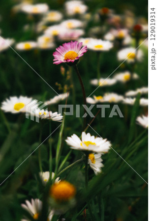 A cluster of daisies in a field, with soft petals in nature. A meadow of white daisies with yellow centers, some with pink petals, blooming in spring. A cluster of daisies in a field, with soft petals in nature. A meadow of white daisies with yellow centers, some with pink petals, blooming in spring. 129019314