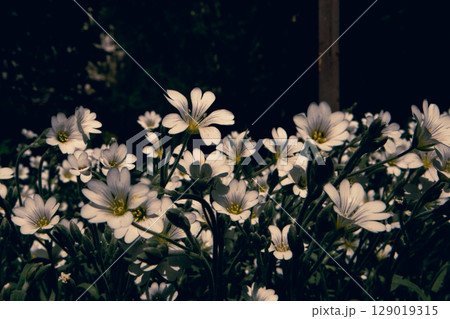 A dense cluster of pristine white flowers in full bloom. A field of small white flowers with delicate petals and yellow centers. Floral background. A dense cluster of pristine white flowers in full bloom. A field of small white flowers with delicate petals and yellow centers. Floral background. 129019315
