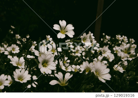 A dense cluster of pristine white flowers in full bloom. A field of small white flowers with delicate petals and yellow centers. Floral background. A dense cluster of pristine white flowers in full bloom. A field of small white flowers with delicate petals and yellow centers. Floral background. 129019316