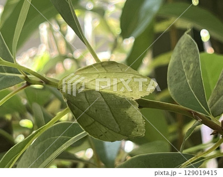 植物 工場 プランツ 129019415