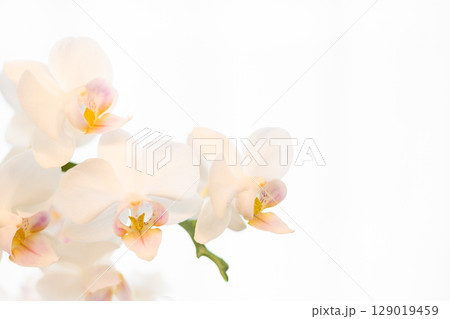 カーテン越しの胡蝶蘭　12 129019459