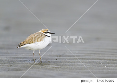 シロチドリの雄 シロチドリの雄 129019505