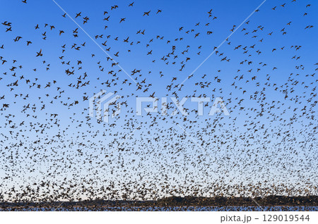印旛沼のトモエガモ大群の飛翔 印旛沼のトモエガモ大群の飛翔 129019544