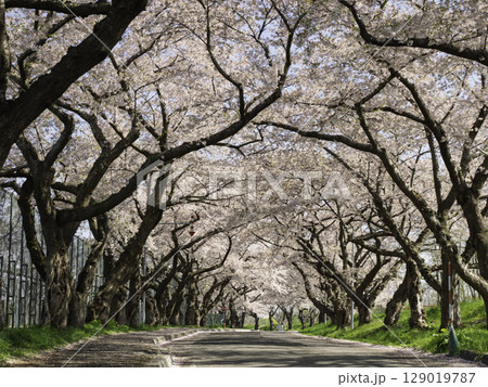桜のある道 129019787